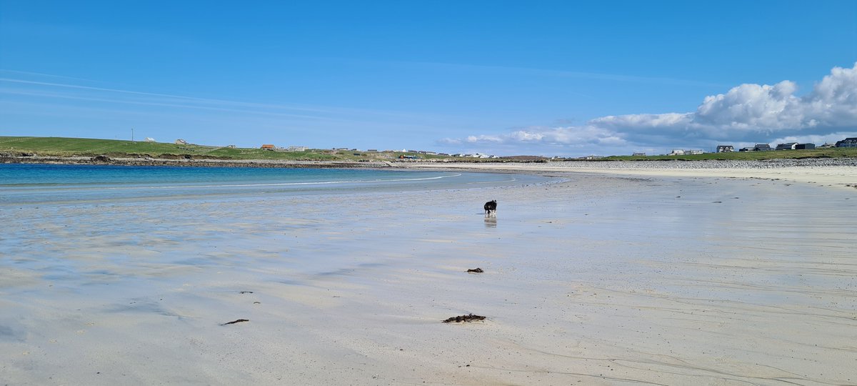 @iaindwelch I had a lovely paddle this morning. Then this afternoon, Mam took a half day and we went to Shawbost Beach on the West coast of the island. It was great!

#HoorayForDogs #Mossie #ShawbostBeach #TràighShiaboist #IsleOfLewis #OuterHebrides