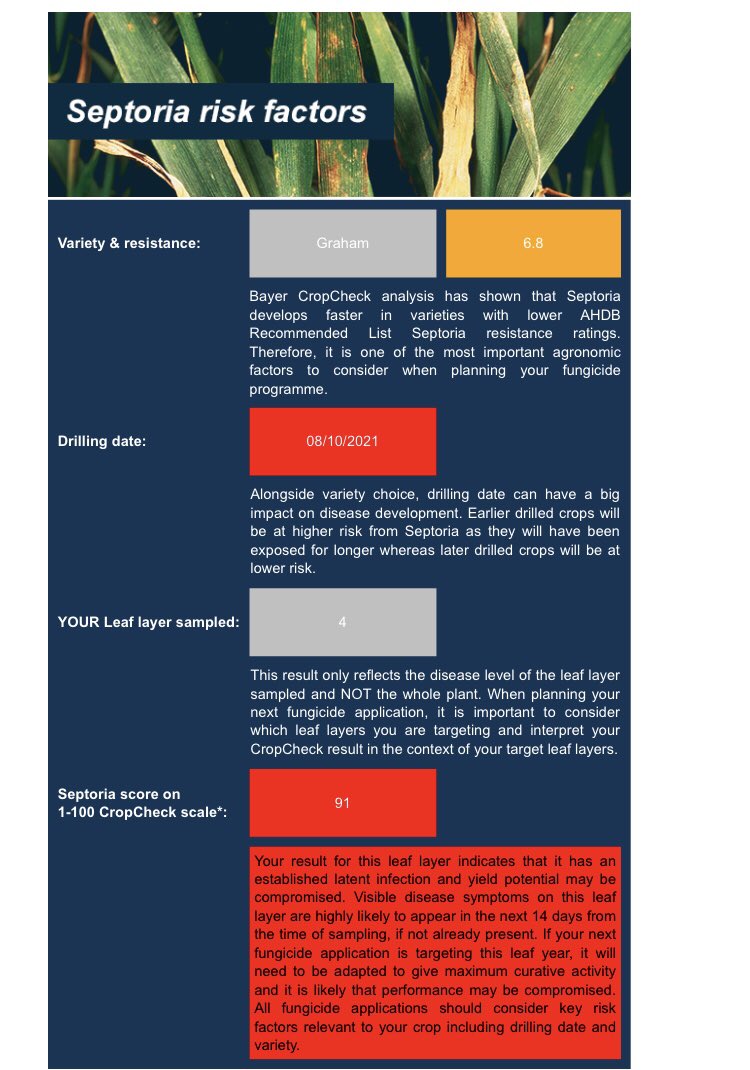 This Graham winter wheat received a T0 of nutrition and no fungicide…. <a href="/Bayer4CropsUK/">Bayer Crop Science UK</a> #cropcheck enough to convince it’s probably a wise investment at T1 even with the dry weather 😅😅