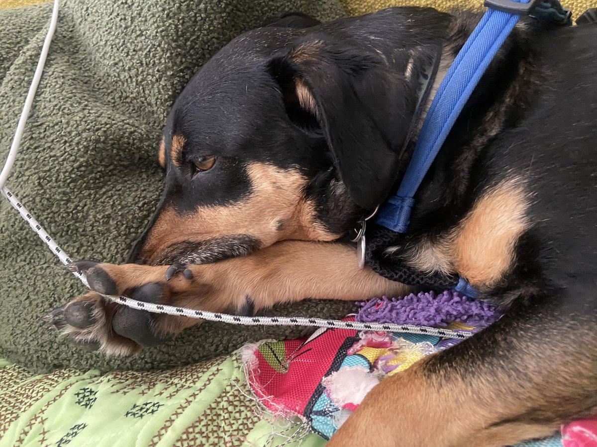 jim_tworontoe's tweet image. Finn has been very successful in his first day in the role of official cord holder #NoTangles