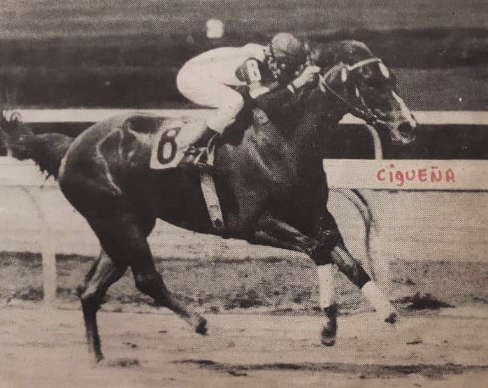 29/04/1974 nació CIGUEÑA en el entonces nuevo Haras La Evelynda, criadero que fundó Domingo Noguera tras su separación del Karen Sissy.

Una bella alazana importada en vientre, doblecoronada en 1977, que perdió el Clásico Joaquín Crespo con Provocante <a href="/Centraldada/">Ivoly Noguera</a> <a href="/claudianoguera/">Claudia Noguera Penso</a>