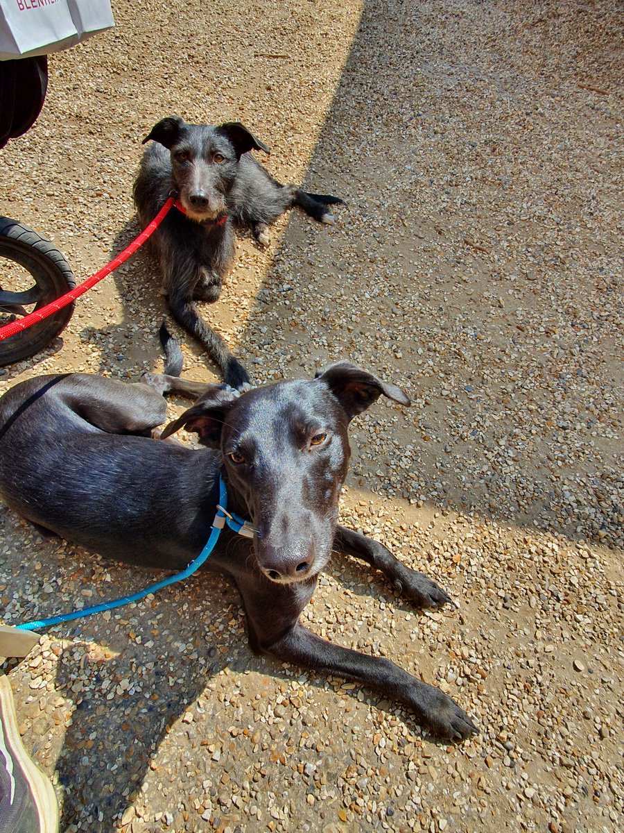 bluebellyfluff's tweet image. #whippetwednesday Ellis and Hamish say hi!
