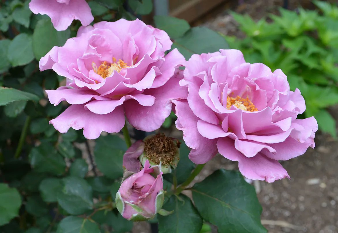 Beautiful and fragrant Angel Face roses.