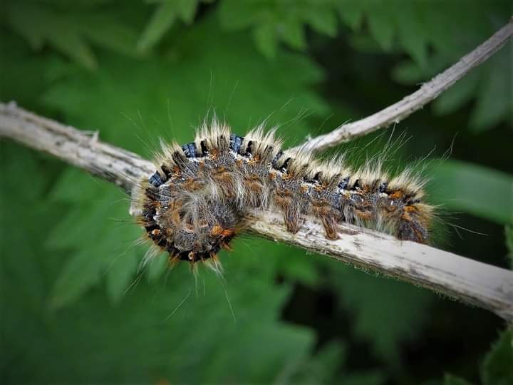 Oak Eggar moth caterpillar, Thornbury Golf Course, 27/4/22 @savebutterflies @Natures_Voice @RSPBEngland @BBCSpringwatch @avonwt @SKWildlife @wildlifenet