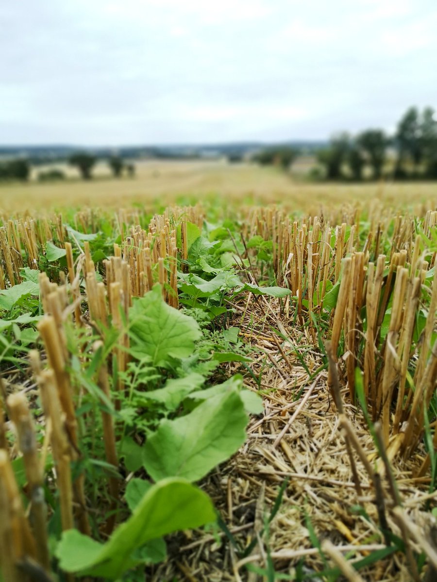 Else Villadsen tweet media