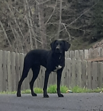 PullmanPolice's tweet photo. Do you recognize this cute pup, found running free on Clay Court? Give us a call if you can help us to get him/her back home! (509) 334-0802
#MyPD #DogOnTheLam https://t.co/IJuLBWN5ze