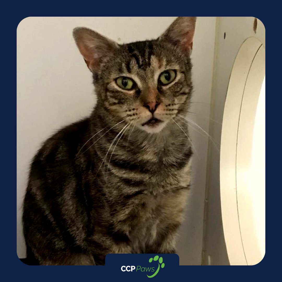 CCPSolutions's tweet image. This beautiful kitty is named Clarabelle. She is a sweet, but shy and is looking for a gentle family, that will give her the time she deserves to adjust. Clarabelle's adoption fees have been paid by our CCP Paws initiative if you or someone you know are interested let us know.