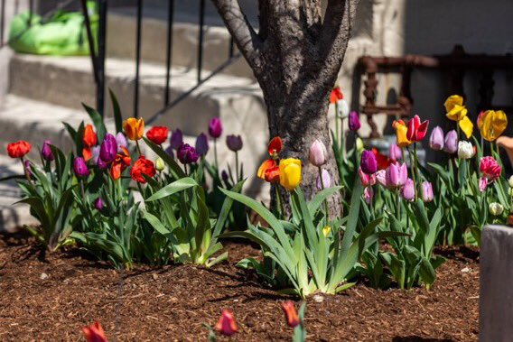 Boston Shadow tweet media