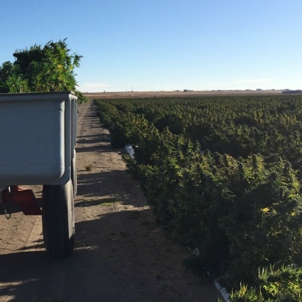 Getting ready for the year is always hectic and fun simultaneously but since we are on Earth for such a limited time it is great to be excited by each year and what it will bring in all grows. Outdoors is always with the elements and somewhat difficult to control...but when …