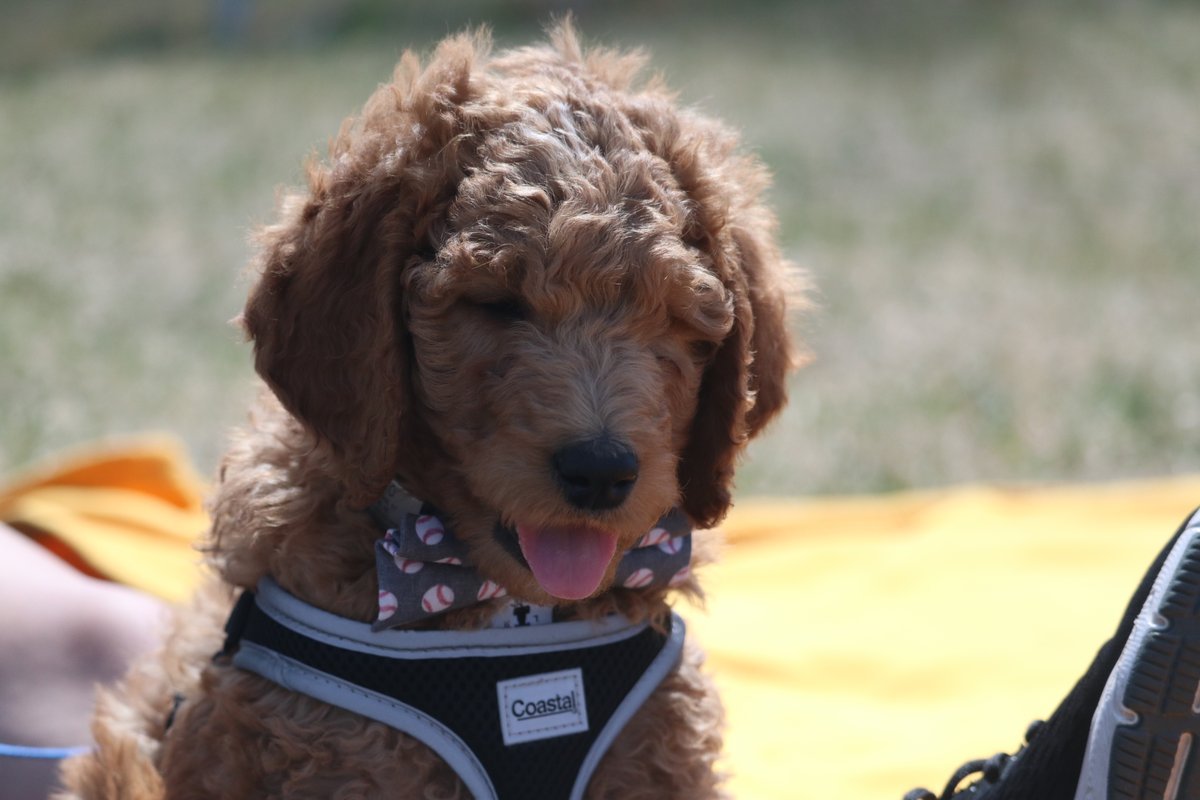 Today's Dog of the Game here at the Pete Chapman Baseball Complex! #NSICBase