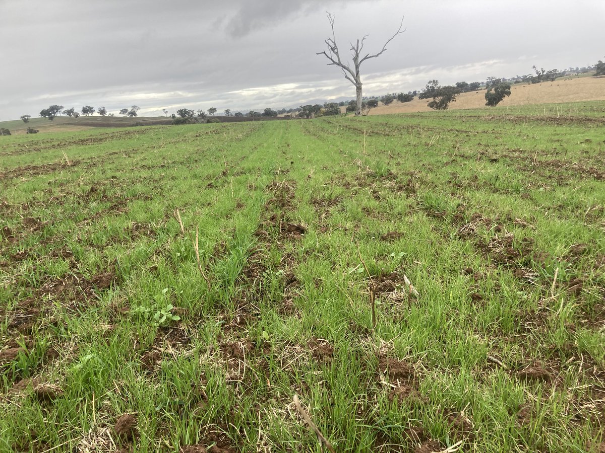 GrowmoreAg's tweet image. The old saying “if you can’t beat them, join them” ringing true on this farm. 
A Ryegrass blow out in 2021 forcing a “reset”. We’re starting a #DoubleBreak this year with an Oats &amp;amp; Clover mix to graze &amp;amp; cut for hay
#IWM #Big6 #WeedSmart #FodderCrop #GrowmoreAg