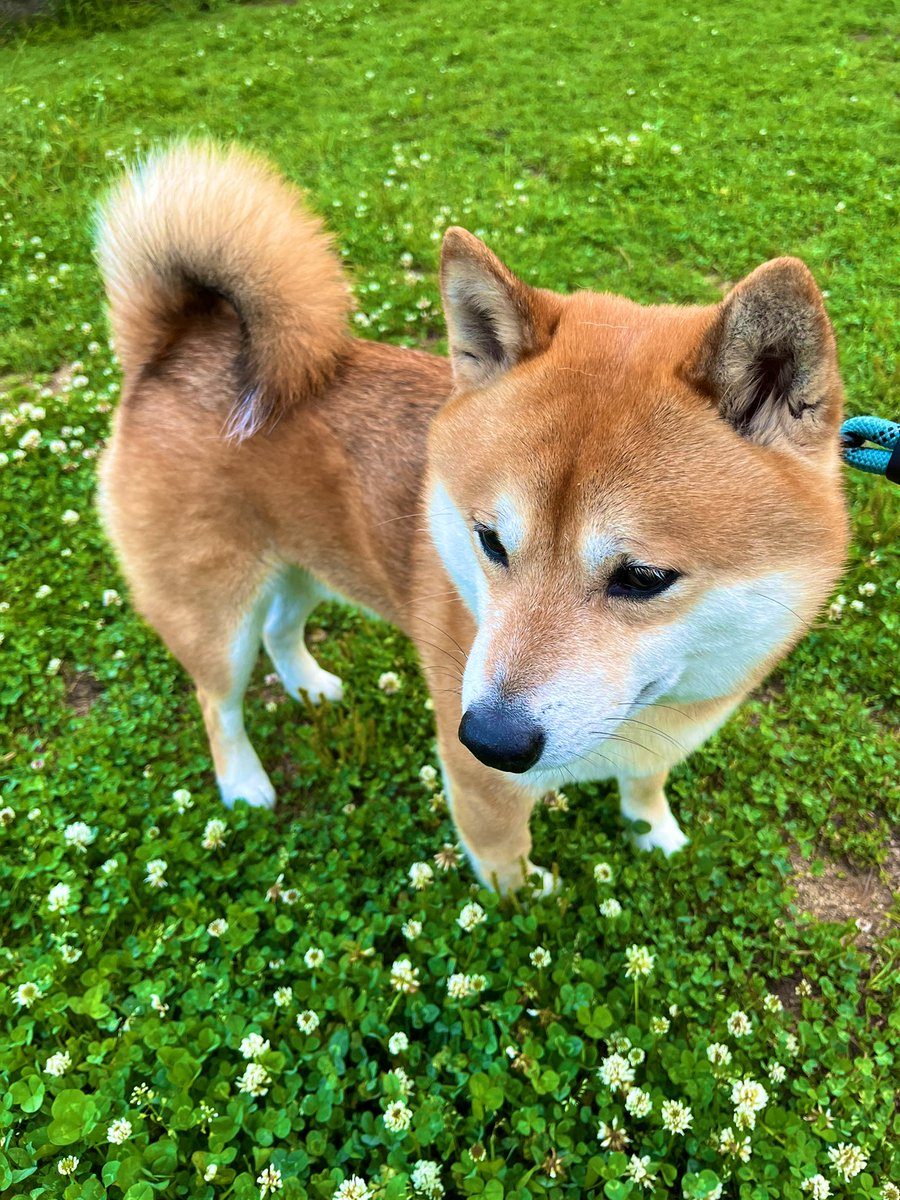 #柴犬 #shibainu #犬 #dogs

良い一日を🍀🍀🍀 https://t.co/pSCjwXCLGb