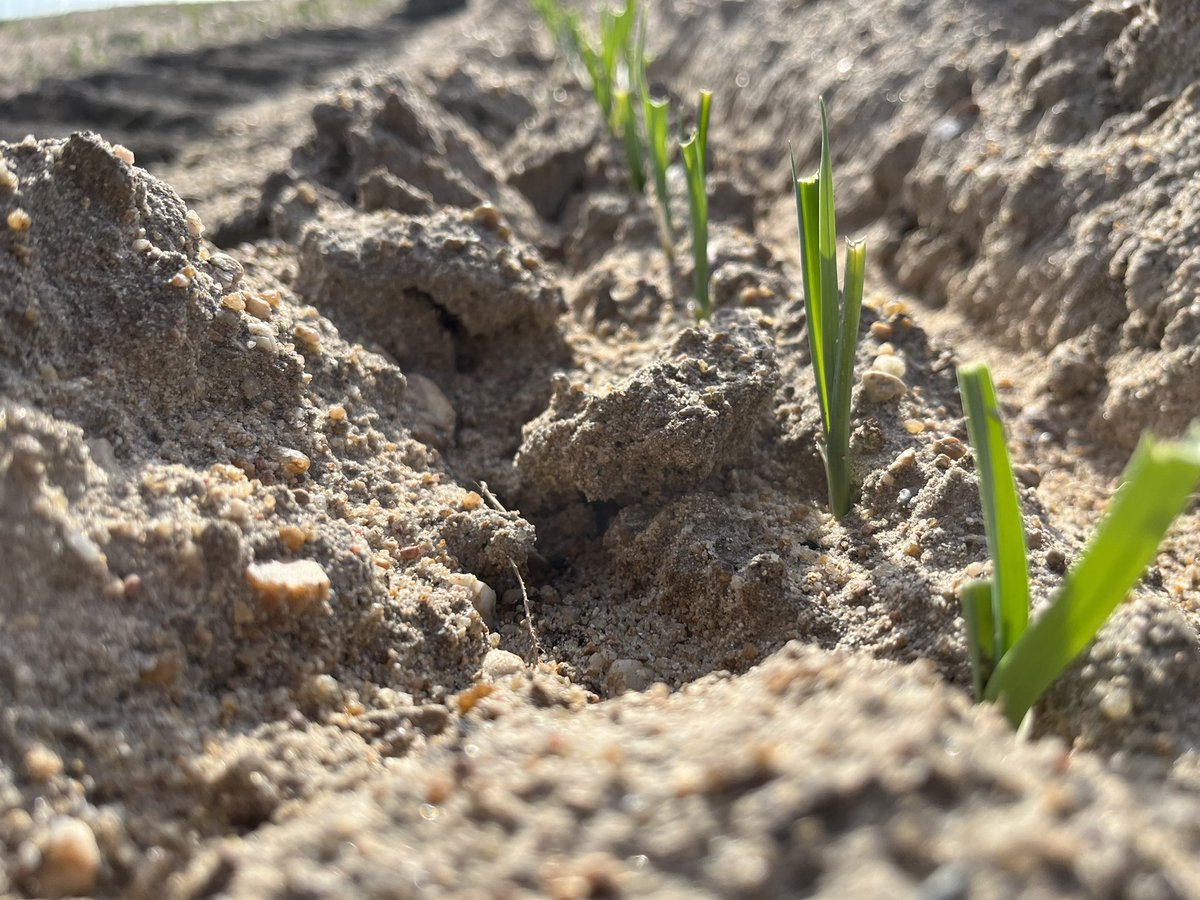JAVARKES's tweet photo. Mimando el suelo con materia orgánica y Trichodermas para tener una cosecha óptima de #puerros posteriormente añadiremos nematodos entomopatogenos para controlar las Plagas del suelo. #trianum #capirel #topfert @KOPPERT_ES https://t.co/bxlpupHx5w