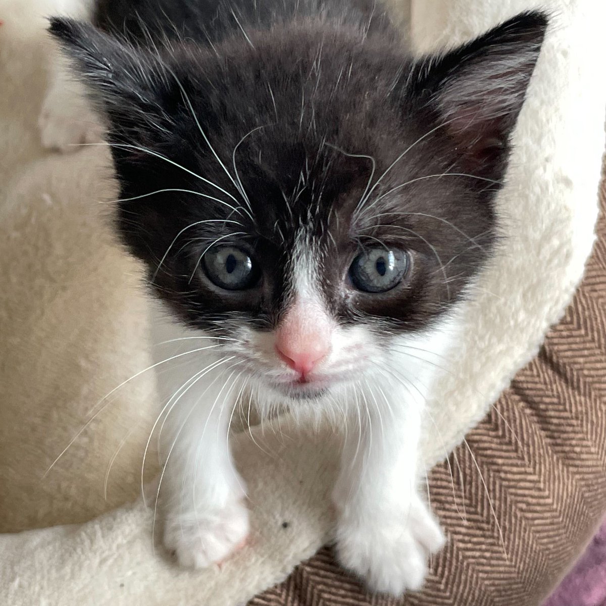 StrayCat_SCA's tweet photo. Ottawa and Toronto 🇨🇦 are looking pretty cute! 😻 #kitten https://t.co/7WkQ3f8LWQ