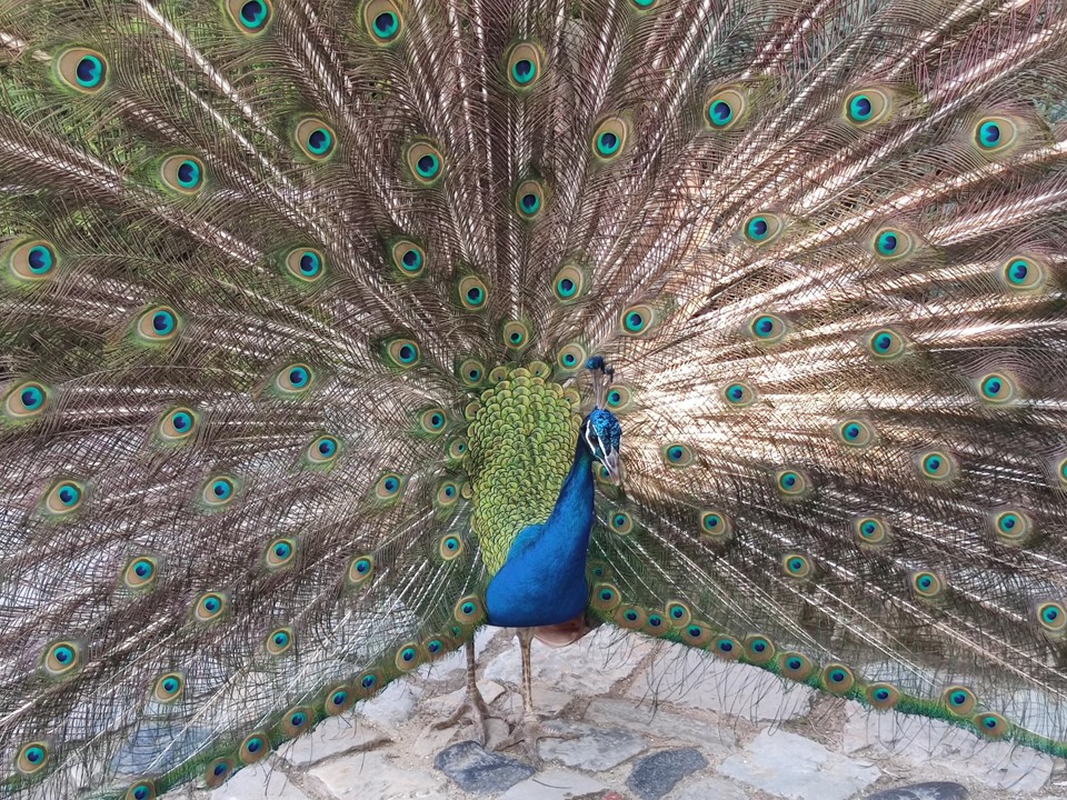 Gradientech's tweet image. #Gradientech speed-touristing in fantastic #Lisbon, home of #ECCMID2022, before heading home to finalise the CE-IVD marking of the #QuickMIC system. Soon to be launched...!