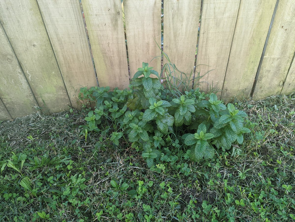 Arcticfoenix's tweet photo. @sehurlburt I've noticed in this house we moved into has a lot of things like Mint and even one time pumpkin just growing in the ground without us planting, here's a bunch of mint growing near our fence. I think might be from out neighbors perhaps? https://t.co/hLwr81wSRQ