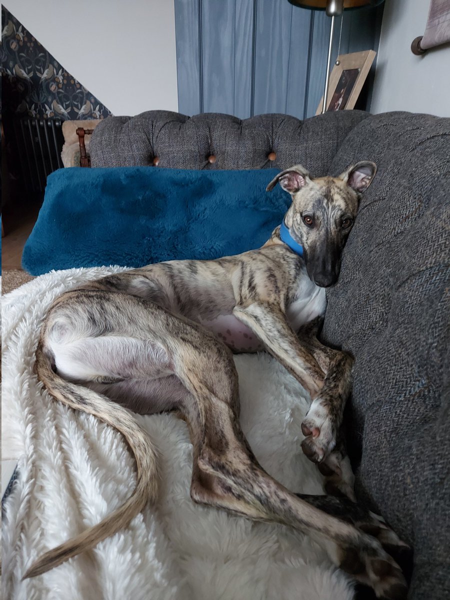 chickadickadee's tweet image. #whippetwednesday in our house too.😁