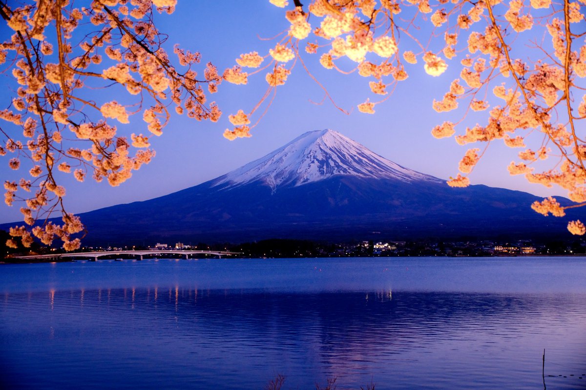 「富士山と夜桜」