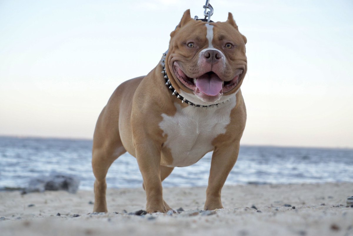 darkmarkbullies's tweet photo. The one and only Lilium Bullies’ BUCKBEAK aka Griffin of DARKMARK BULLIES #americanbully #ambully #harrypotter #bully #dogs #openforstud #stud #pensacolaflorida https://t.co/fcRenNQEvJ