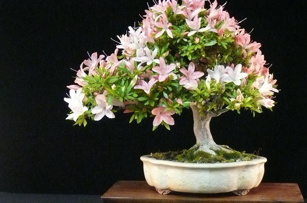 bonsaiempire's tweet image. Stunning Azalea Bonsai, learn how to take care of the Azalea on our website, at: bonsaiempire.com/tree-species/a… #bonsai #azalea