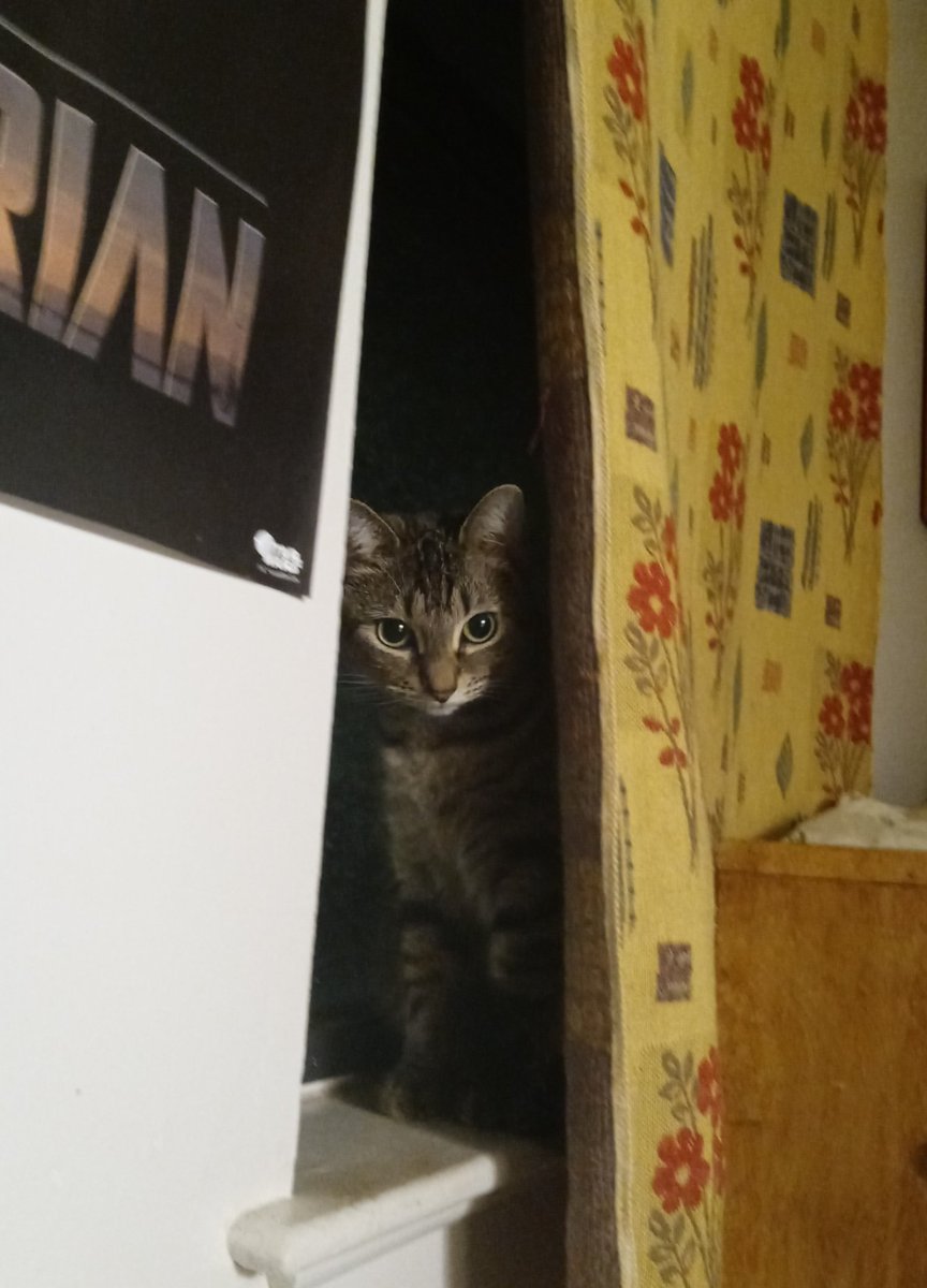 WolfOfWarTTV tweet media