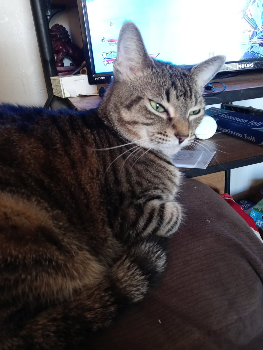 WolfOfWarTTV tweet media