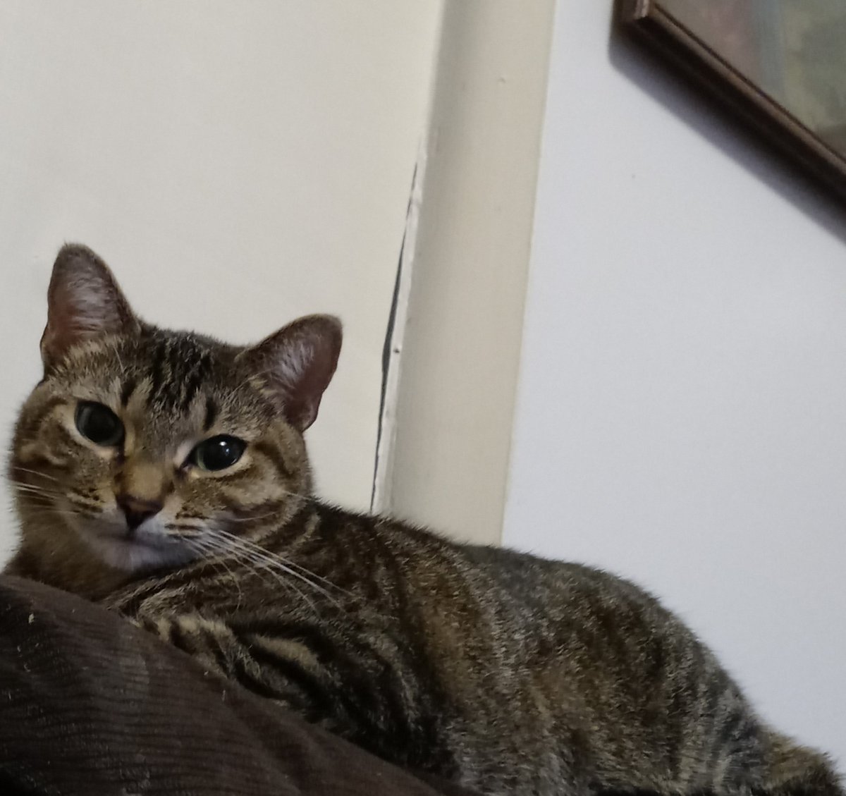 WolfOfWarTTV tweet media