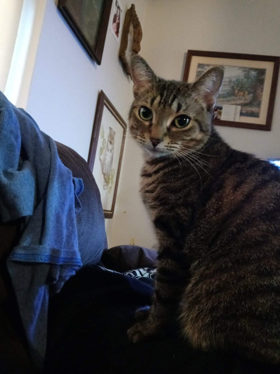 WolfOfWarTTV tweet media