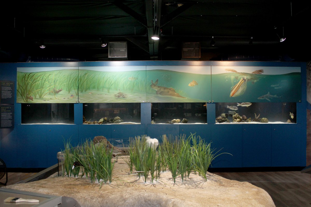 JohnMurrayProd1's tweet photo. We recently wrapped our fabrication/install project at the Bolsa Chica Ecological Reserve Interpretive Center in Huntington Beach. Our first venture into aquarium exhibits, and we couldn't be happier! Congratulations to our team for another successful collaboration. #exhibits https://t.co/uyqUJ5Zz6U