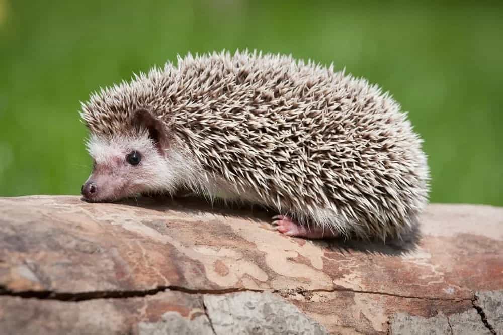 Robert Evans (@robertjeevans) on Twitter photo Over the last 20 yrs, rural hedgehog numbers have plummeted by 50% & urban ones by 30%. Hedgehog Awareness Week is 1–7 May 2022. The <a href="/HedgehogSociety/">Hedgehog Society</a> highlights the problems hedgehogs face & how you can help britishhedgehogs.org.uk/hedgehog-aware…
<a href="/_JonathanEssex/">Jonathan Essex</a> <a href="/SurreyLabour/">Surrey Labour Party</a> <a href="/Labour4Animals/">🌹#LAWS4Animals 🐾🦁🦊🐘🦛🦒🐒🌿🌳</a> Over the last 20 yrs, rural hedgehog numbers have plummeted by 50% & urban ones by 30%. Hedgehog Awareness Week is 1–7 May 2022. The <a href="/HedgehogSociety/">Hedgehog Society</a> highlights the problems hedgehogs face & how you can help britishhedgehogs.org.uk/hedgehog-aware…
<a href="/_JonathanEssex/">Jonathan Essex</a> <a href="/SurreyLabour/">Surrey Labour Party</a> <a href="/Labour4Animals/">🌹#LAWS4Animals 🐾🦁🦊🐘🦛🦒🐒🌿🌳</a>