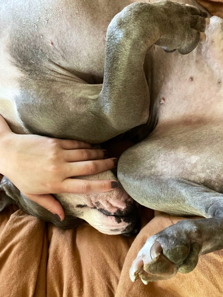 YourGoomah's tweet photo. hey did you guys know my perfect dog looks like this https://t.co/Lyi3d9MjDP