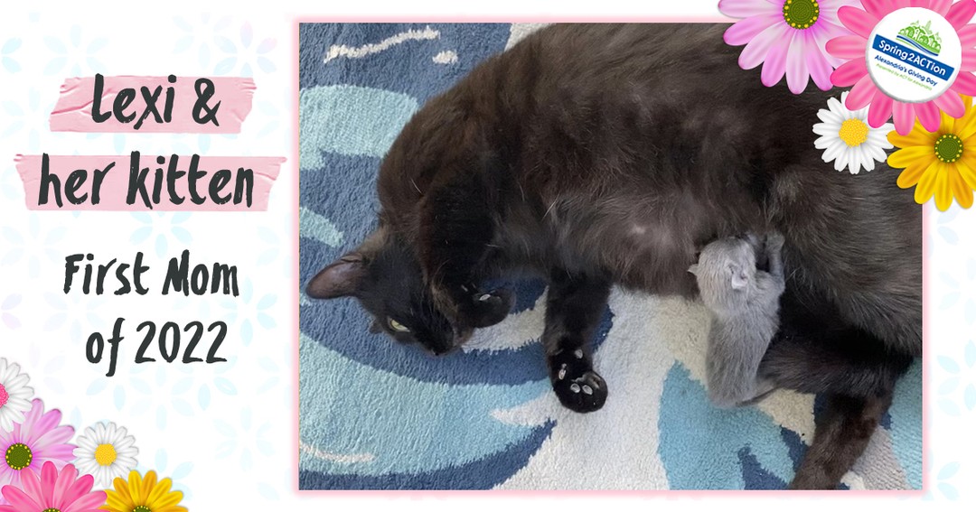 🚨BREAKING NEWS 🚨 Thanks to very generous supporters we have another matching grant! That means every $1 you donate from now until midnight will be doubled, up to $3,000, which is $6,000 for the cats 😻

If you're able to…

📸 instagram.com/p/Cc3pYqsB8e2/ via tweet.photo