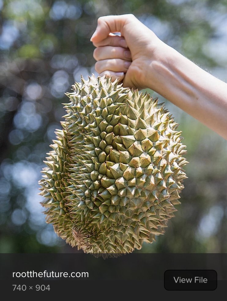 cewaitRD's tweet photo. @jlewDistrict I’d say durian, but I doubt it’s what he had in mind. https://t.co/72HjJmASmC