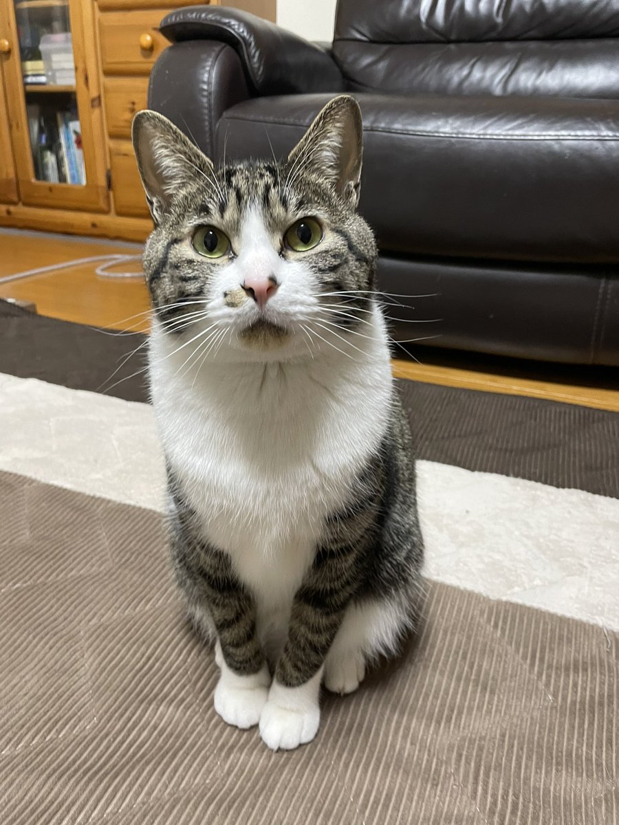tmnr1213's tweet photo. 行ってらっしゃいニャン🐈‍⬛
( • ̀ω•́  )✧ ｷﾘﾘｯ

#猫好きさんと繋がりたい #cat https://t.co/q53Xyb6mkM