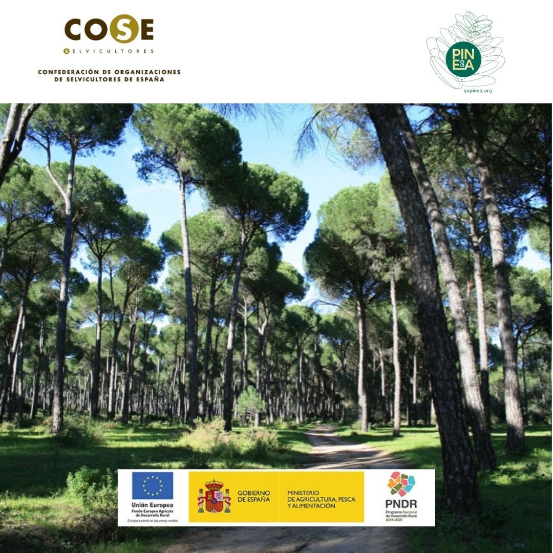 Selvicultores's tweet photo. En España hay más de 400.000 ha de masas de Pinus pinea destinadas a la producción de piñón. Esta producción presenta una fuerte variación debido a factores climáticos y al ataque de la chinche americana del pino que ponen en peligro la sostenibilidad económica

#GOPinea https://t.co/CPogvFRyxL