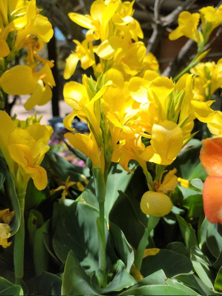 ConcreteChefs's tweet photo. Excited to share the latest addition to my #etsy shop: #Yellow, #Orange and #Pink #Canna #Lily - #Live #Plant #FREE SHIPPING!! #concretechefsgarden #concrete #chef #garden #etsyseller #shopsmall #houseplant #liveplant #tropicalplants #flower #bulb #rhizome https://t.co/hvg3lTmdqw https://t.co/q0seaLHx6Q
