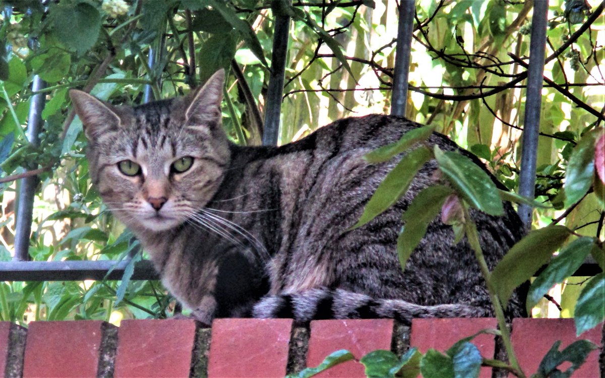 Cleoyogacat's tweet photo. The humans are being weird #CatsOfTwitter.
Apparently, today is their "tin weeding anniversary".
As a #Hedgewatch 'er, I don't mind helping with the weeding.
And "tin" probably means some new yummy cat food, right? ๐ผ
#OddHumans
#ConfusedCats https://t.co/bvHA0I07IO