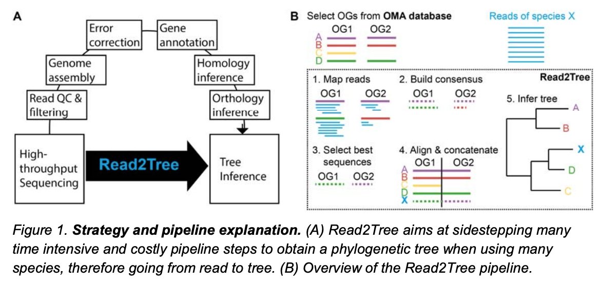 strnr's tweet photo. Read2Tree: scalable and accurate phylogenetic trees from raw reads https://t.co/hxLripa2gk https://t.co/chz6ahBCXd https://t.co/5UhxiycC7R