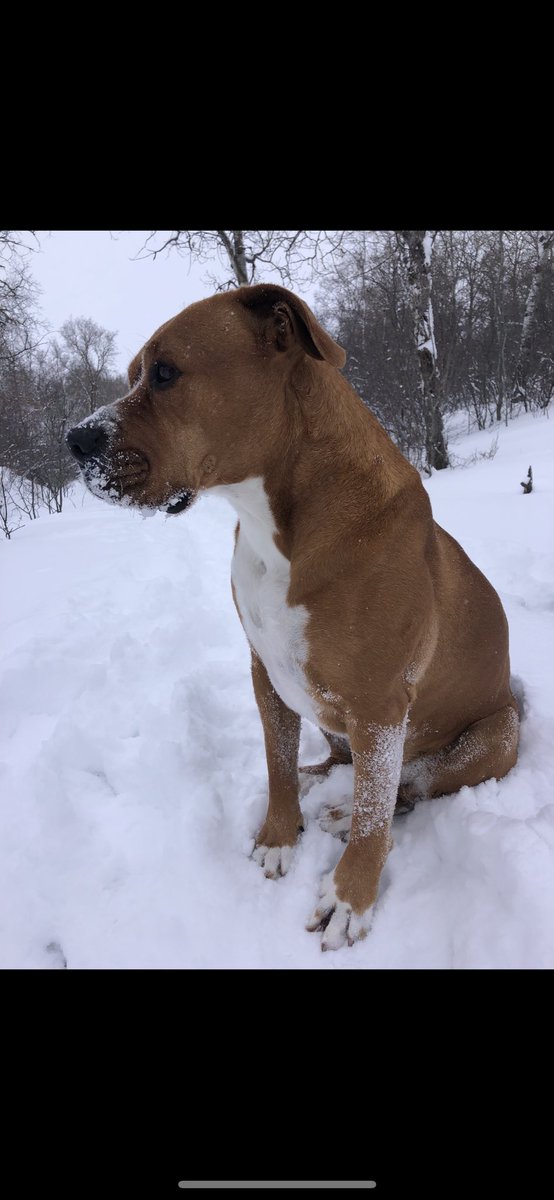 A buddy of mine lost his dog about 5 miles north of LaRivier . If anyone sees or hears of anything let me know. Thanks