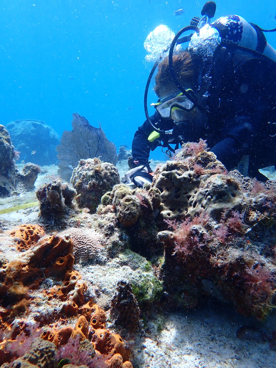 CIMAC_COZUMEL's tweet photo. Actividad de #monitoreo de #corales .
Un gran proyecto por nuestros #arrecifes .
#conservemos nuestras #costas #mares
Ayúdanos limpiando las Playas que estén a tu alrededor #PlayasLimpias
#gracias @DIVE_WITHMARTIN https://t.co/FZOhKUsG6w