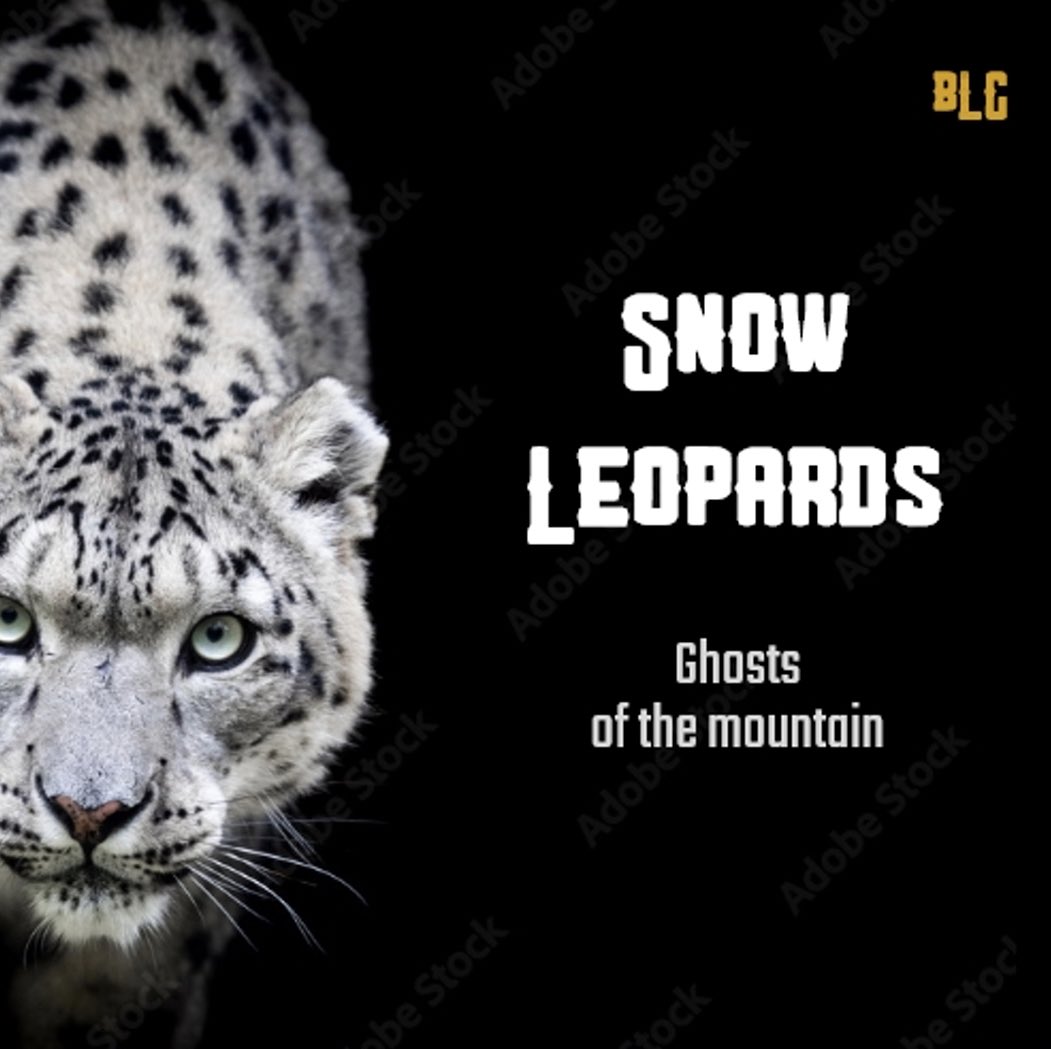 Snow leopards are known as the “Ghosts of the mountains” because of their elusive nature. These majestic creatures are sadly threatened by poaching and habit destruction. We want to support organizations directly helping to save these animals!
#NFTCommunity #wildlife #snowleopard