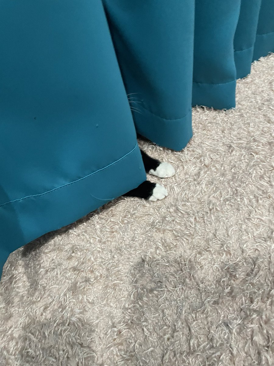 Yes very hidden
#CatsOfTwitter #CatsofTwittter