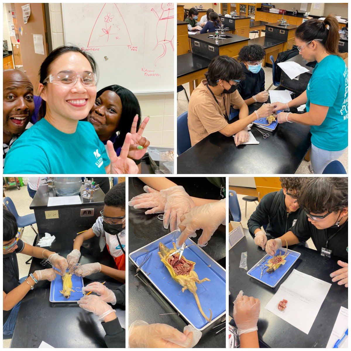 learnwithKV's tweet image. I’ve been waiting MANY years for someone to let me do #dissections BEFORE STAAR with #bodysystem #interactions. My dream finally came true 🙌🏼 shout out to @TF_Garner for letting me take over &amp;amp; all the @KleinIntKISD scholars for being excellent learners 👩🏻‍🎓🧑🏽‍🎓 #setthestagetoengage