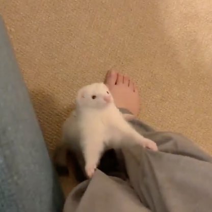 POV: The buttons on Nicolash's shirt