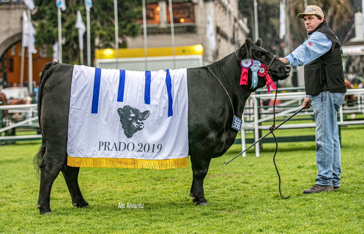 ¿En #Uruguay? 🤨

Hija de INSIGHT 👇

Gran Campeona de <a href="/ExpoPrado/">Rural del Prado</a> 2019 👏