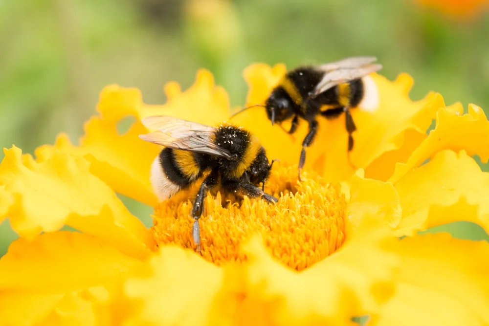 🐝🌼  What is biodiversity? 
Learn with Kahoot! Academy partner <a href="/World_Wildlife/">World Wildlife Fund</a> about biodiversity and why it’s so important to not just us, but the whole planet! #biodiversity #EarthMonth bit.ly/3CRKf4Y