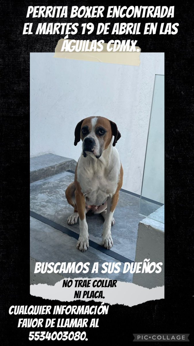 fercanseco's tweet photo. URGE ENCONTRAR A SUS DUEÑOS! @AmorSinRaza @UbicapetMexico @locapet @PrrosPerdidosMX #perrosperdidos #cdmx #boxer https://t.co/QpjJyPH5vT