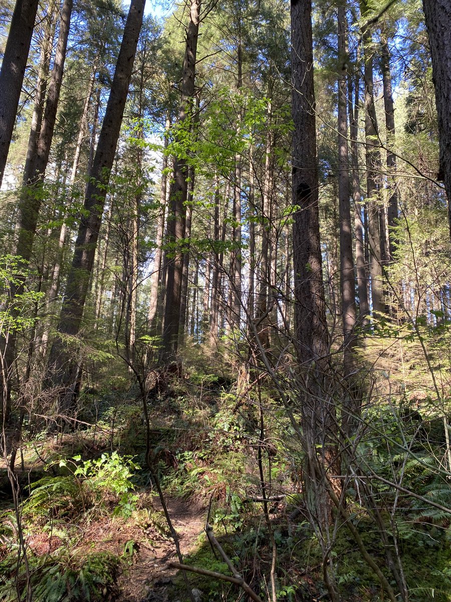 mahonjones's tweet photo. Walking a north Vancouver trail after the rain. Air is fresh and clean, owls are hooting overhead. I call it forest therapy. ⁦@VanNorthShore⁩ #forestbathing https://t.co/rKKd5LDTH4