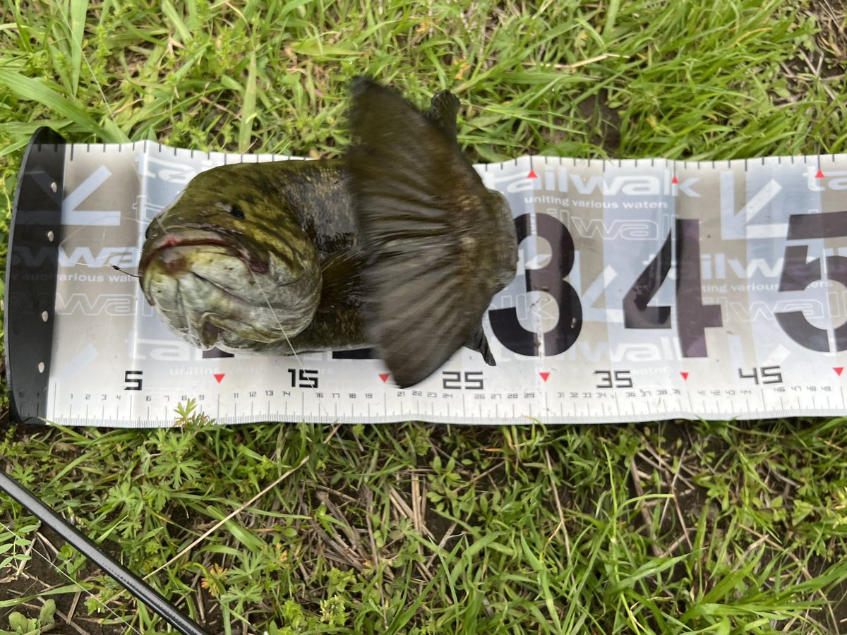 アノストレート4.5  オモネコ
勝手に“玄人っぽいネコ”のイメージ。
他の🪱でも喰ったんだろうが…
何となくヤル気が出る🤗

釣られた挙句メジャーにのせられて…
大人しく撮られたくない気持ちは判る
50あったのに…(虚偽申告)