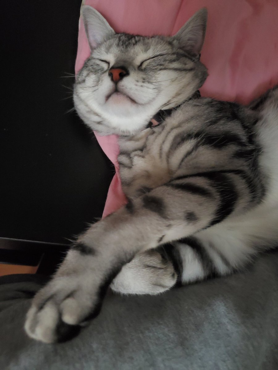 m49427153's tweet photo. 🐾🐾おもち🐾🐾

#猫 #ねこ https://t.co/JbOfQBWkIc