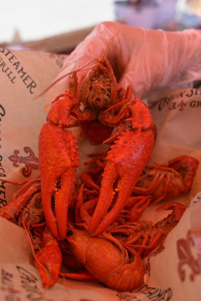 cajun_steamer's tweet photo. @GrindSimmons94 @BarrentineBrent Yikes man 🫣 Hard to find those big bois so early in the season! Shoot us a DM before crawfish season is over and we’ll hook ya up with the biggest ones we got! 🦞 https://t.co/MrMW2Gd44W